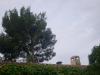 Le Saule