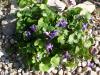 Violettes