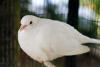 Tourterelle albinos