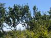 Arbre plein EST