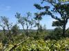 Arbre Nord/Est