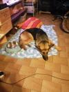 Pastis..