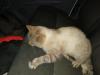 Chat...