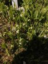 Muguet...