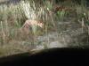 Le petit renard