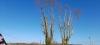 Platane