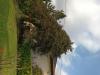 Arbres
