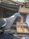 palombe
