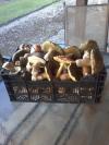 champignons