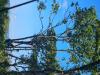 Arbre de pose
