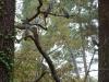 arbre a palombes