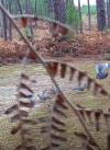 Chasse