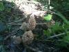 morilles