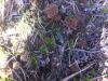 morilles