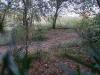Nature vivantes