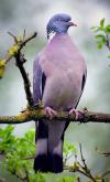 BELLE BLEUE