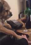 Chien raisonnable...