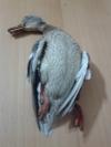 premier colvert