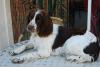 springer