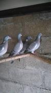 palombe