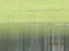 canard