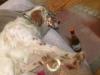 chien d ivrogne
