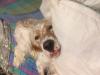 chien d ivrogne