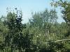 arbre de pose