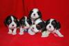 Cavaliers king charles LOF