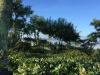 vue DE LA CABANE depuis un arbre