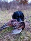 un bon chien de rapport