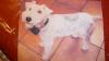 foxe terrier femelle de 6 ans a donner