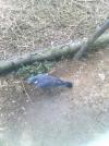 palombe
