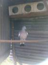 palombe