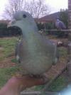 palombe