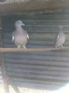 mes palombes