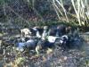 chasse