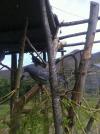 palombe