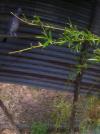 palombe