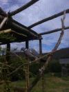 palombe