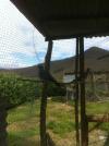palombe