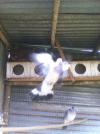 palombe