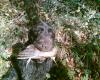 chasse