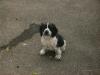 chien