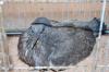 est ce bien un pigeon sauvage