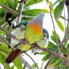 Pigeon tropical et ses petits