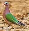 autre pigeon affricain tropical