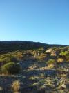 Chasse a la palombe au passage-Sierra de Gredos Espagne