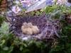 Couvée réussite dans une jardinière !!!!