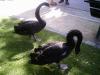 Cygnes noirs au Parc Montsouris